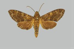 Pseudodolbina aequalis, male, upperside. India, Cherrapunji.jpg