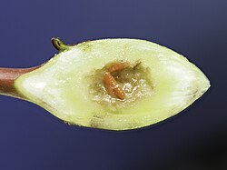 Resseliella clavula larva.jpg