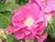 Rosa gallica officinalis0.jpg