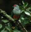 Rose-crowned Fruit-dove Dayboro.jpg