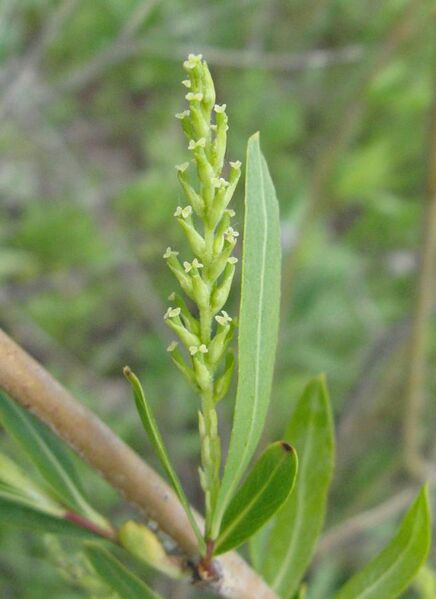 File:Salix female catkin.jpg