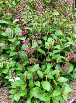 Salvia chiapensis 1.jpg