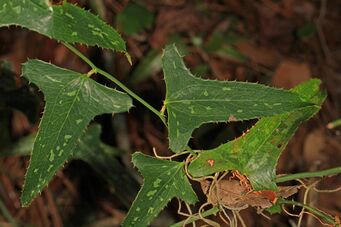 Saw Greenbriar - Smilax bona-nox, Colt Creek State Park, Lakeland, Florida.jpg