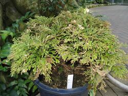 Selaginella tamariscina cv3.jpg