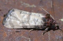 Phalonidia lavana pictured from the right side against a brick background. The entire right side of the moth is clearly visible, and the moth is centered in the image.