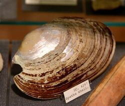 Spatha shell. From Naqada tomb 1539, Egypt. Naqada I period. The Petrie Museum of Egyptian Archaeology, London.jpg
