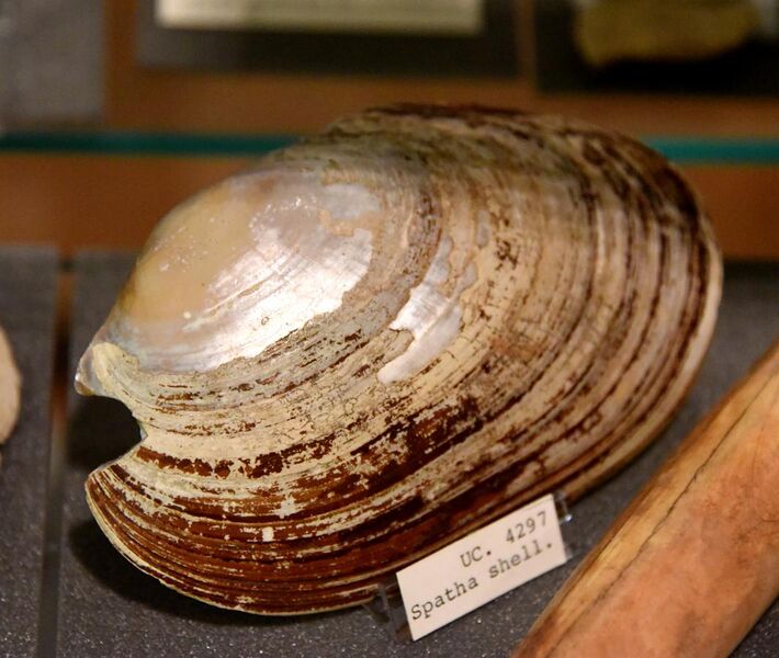 File:Spatha shell. From Naqada tomb 1539, Egypt. Naqada I period. The Petrie Museum of Egyptian Archaeology, London.jpg