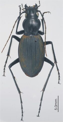 Sphodrosomus saisseti ZooKeys-147-337-g037.jpg