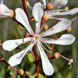 Tarflower (Bejaria racemosa) (6929161261).jpg