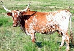 Texas Longhorn.jpg