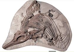 Thalassodraco holotype.jpg