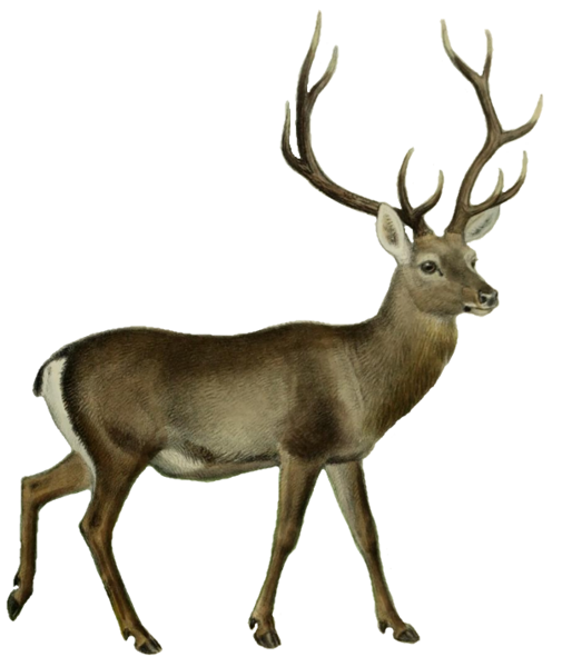 File:The deer of all lands (1898) Hangul white background.png