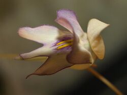 Utricularia asplundii 4.jpg