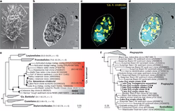 Visualization and phylogenetic affiliation of ‘Ca. A. ciliaticola’ and its ciliate host.webp