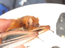 Western Red Bat imported from iNaturalist photo 7300858 on 9 February 2022.jpg
