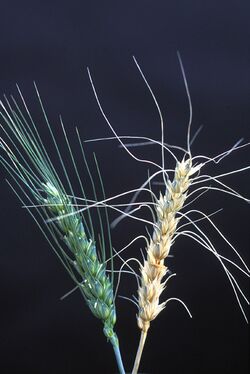 Wheat scab.jpg