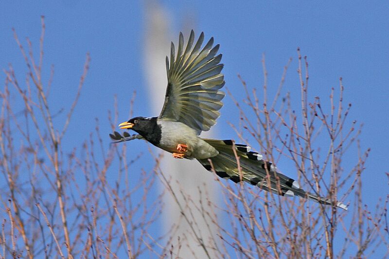 File:Yellow-billed Blue Magpie.jpg