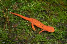 Strikingly red eft on moss-covered ground