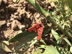 Zygaena laeta 84645375.jpg