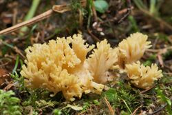 AD2009Sep06 Ramaria flava 01.jpg