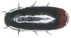 Adelotopus haemorrhoidalis Erichson, 1842 (3251083188).jpg