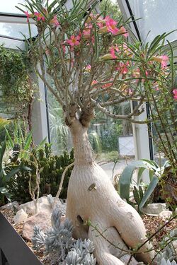 Adenium oleifolium var pm.jpg