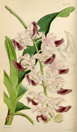 Aerides crispum.jpg