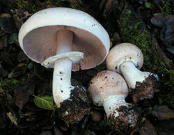 Agaricus hondensis 71317.jpg