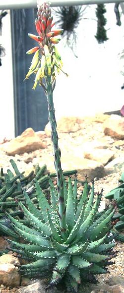 Aloe erinacea.jpg