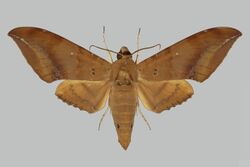 Ambulyx amboynensis, male, upperside. Indonesia, Moluccas, Ambon, Mt. Siriman.jpg