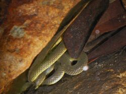 Anderson's Stream Snake (Opisthotropis andersonii) 香港後稜蛇.jpg
