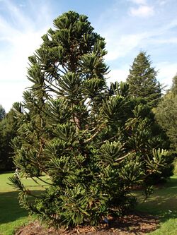 Araucaria humboldtensis.JPG