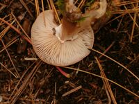 The underside of a mushroom cap showing numerous closely spaced gills. A small ring of whitish cottony tissue can be seen at the stem where it attaches the cap.