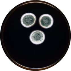 Aspergillus creber meaox.png