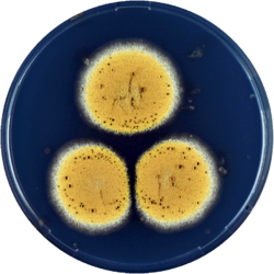 Aspergillus sesamicola cya.png