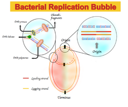 Bacteria Bidirectional DNA Replication.png
