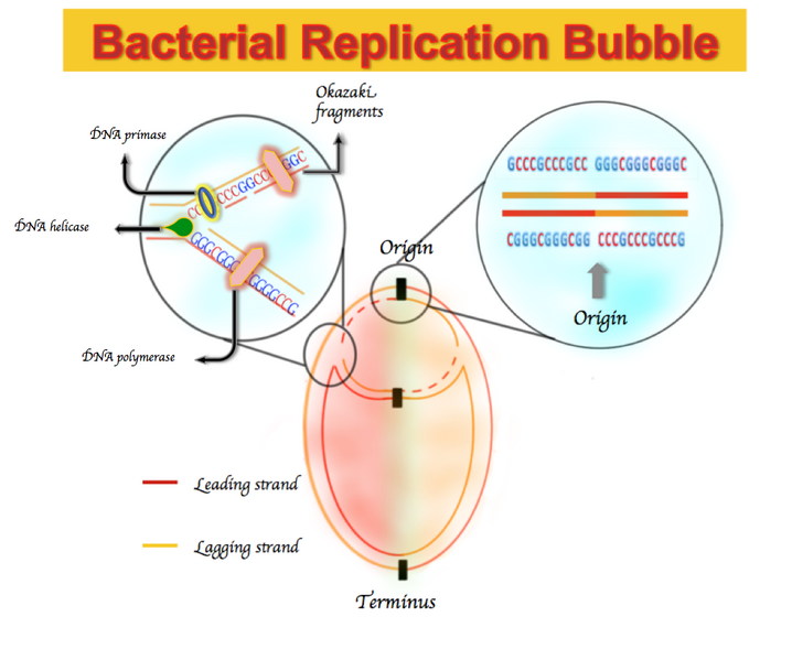 File:Bacteria Bidirectional DNA Replication.png