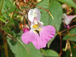 Balsaminaceae - Impatiens balfourii.JPG