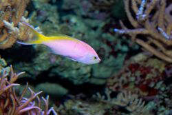 Bartlett's anthias Pseudanthias bartlettorum.jpg