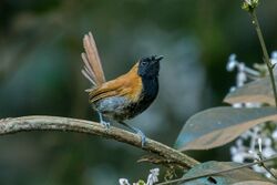 Black-faced Rufous Warbler, Kakamega Forest, Kenya.jpg