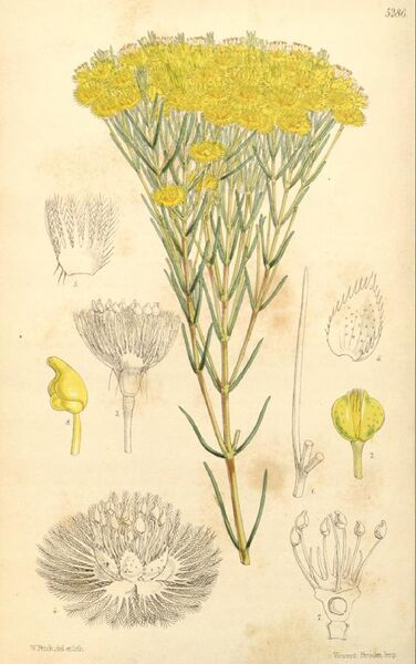 File:Botanical Magazine 5286 Verticordia nitens (plate).jpeg