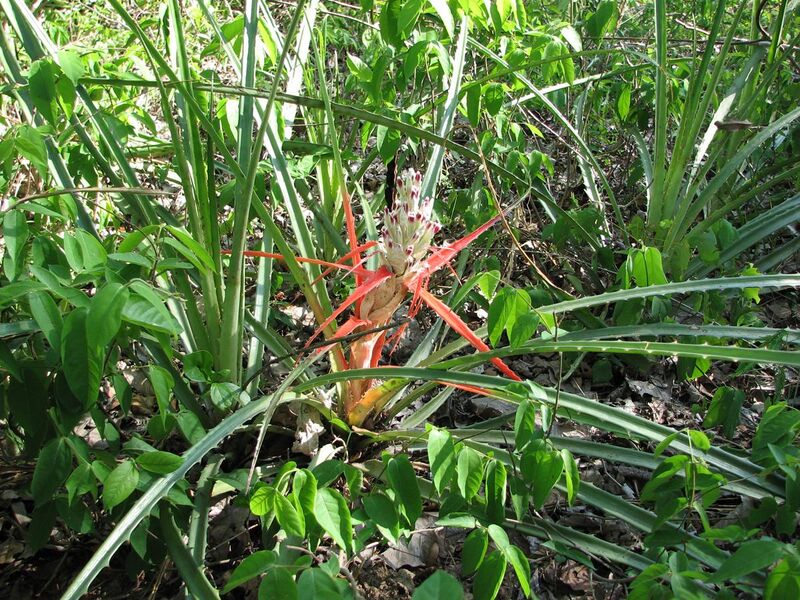 File:Bromelia sylvicola Pantanal.jpg