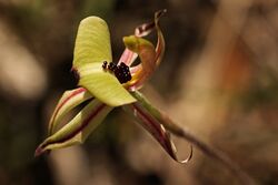 Caladenia Roei.jpg