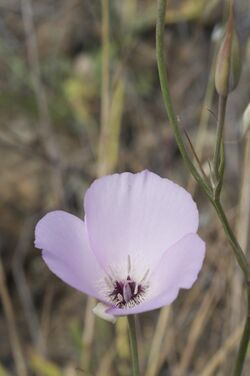 Calochortus splendens.jpg