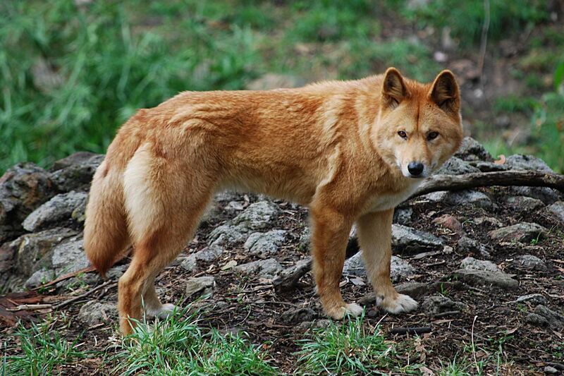 File:Canis lupus dingo - cleland wildlife park.JPG