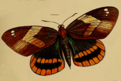 Castnia veraguana, Westwood 1877.png