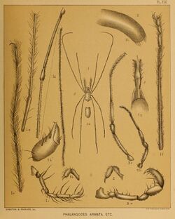 Cave Fauna of North America Plate 13.jpg