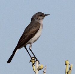 Cercomela schlegelii -Northern Cape, South Africa-6.jpg