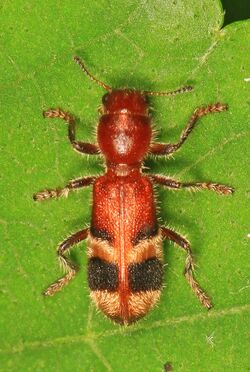 Checkered Beetle - Enoclerus rosmarus, Meadowood Farm SRMA, Mason Neck, Virginia - 27591603090.jpg