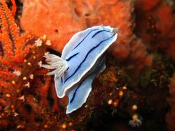 Chromodoris willani for nudipixel.jpg